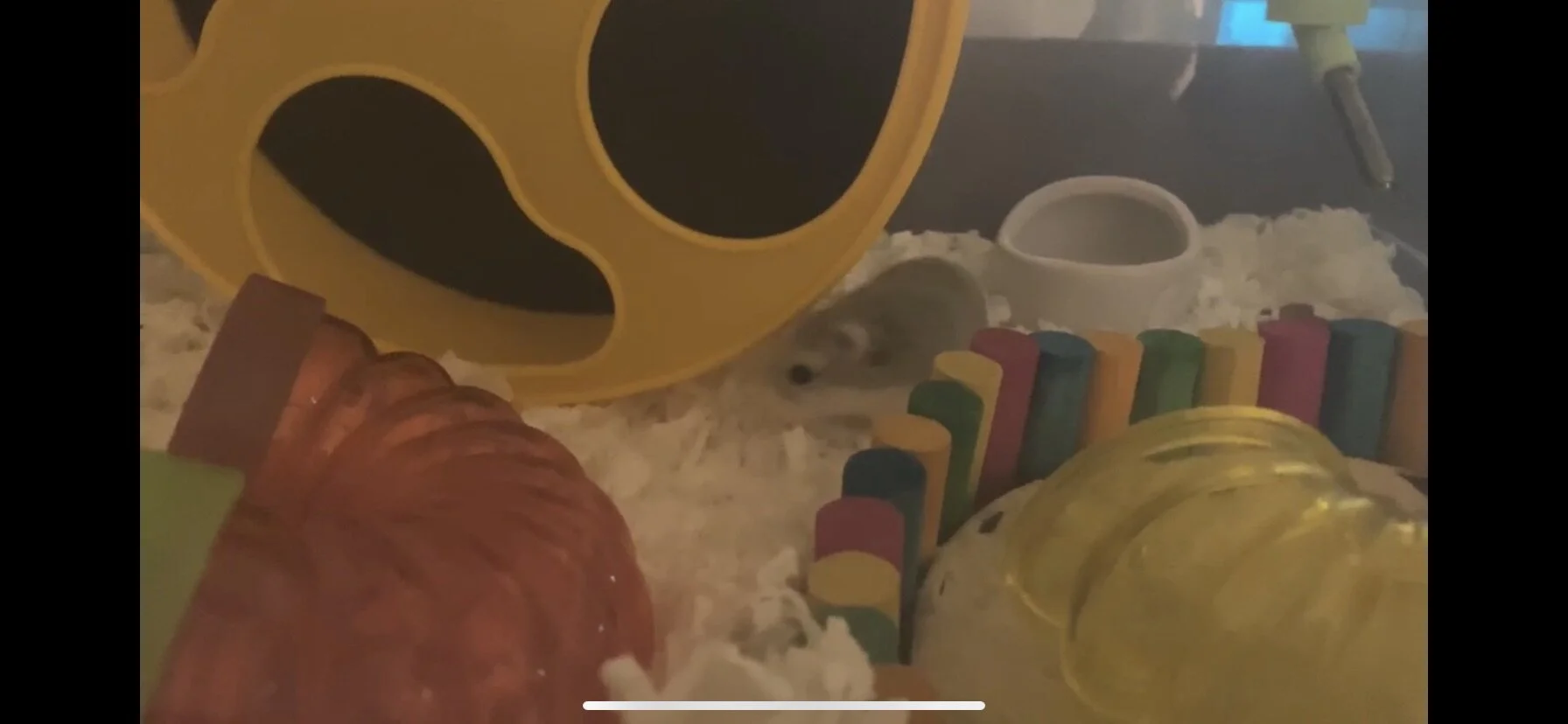 Since Sofia loves the yellow, Silent Runner wheel, I decided to go full rainbow 🌈 hamster 🐹 theme for her