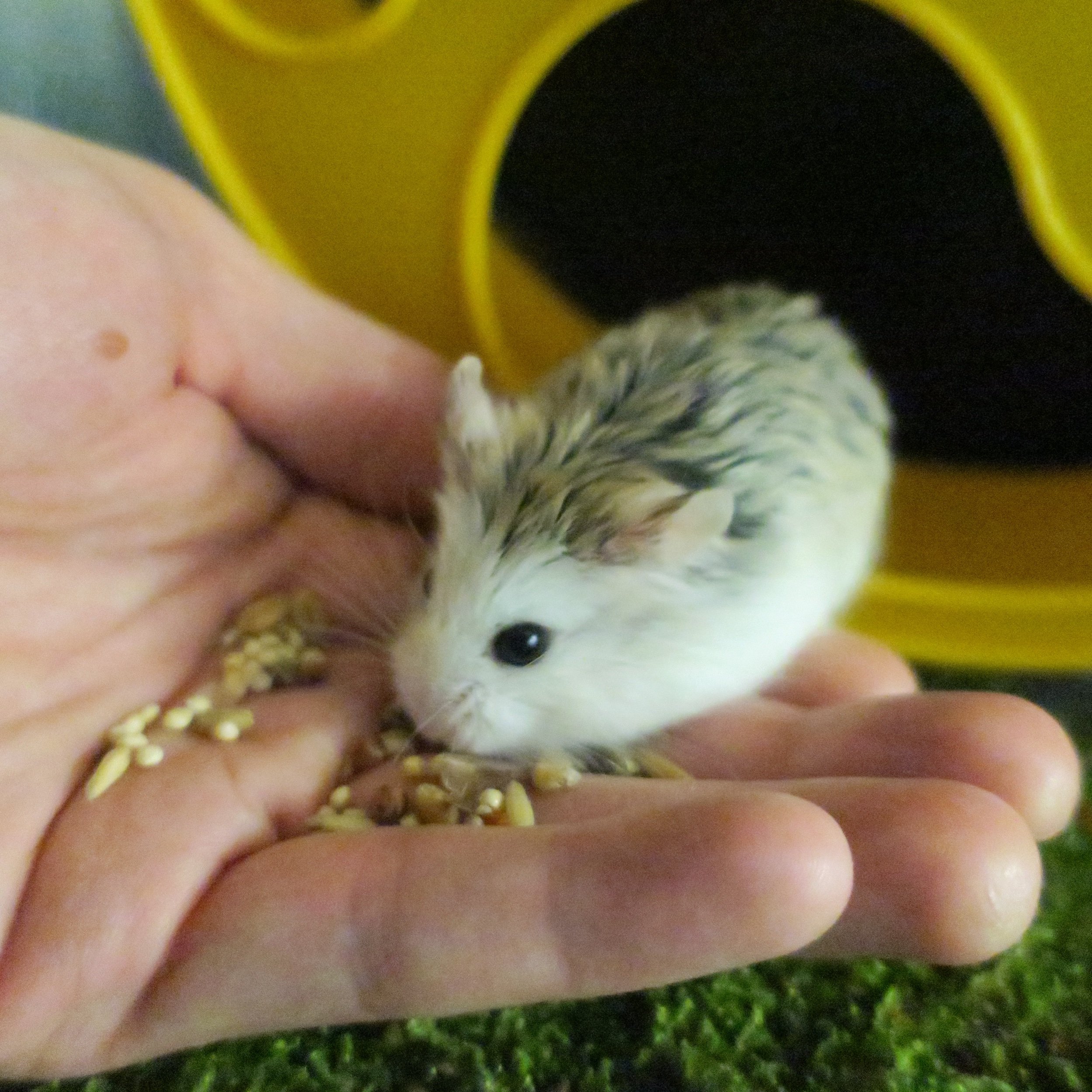 Help Howie the Hamster Live Longer - Midlands Pet Care Pet