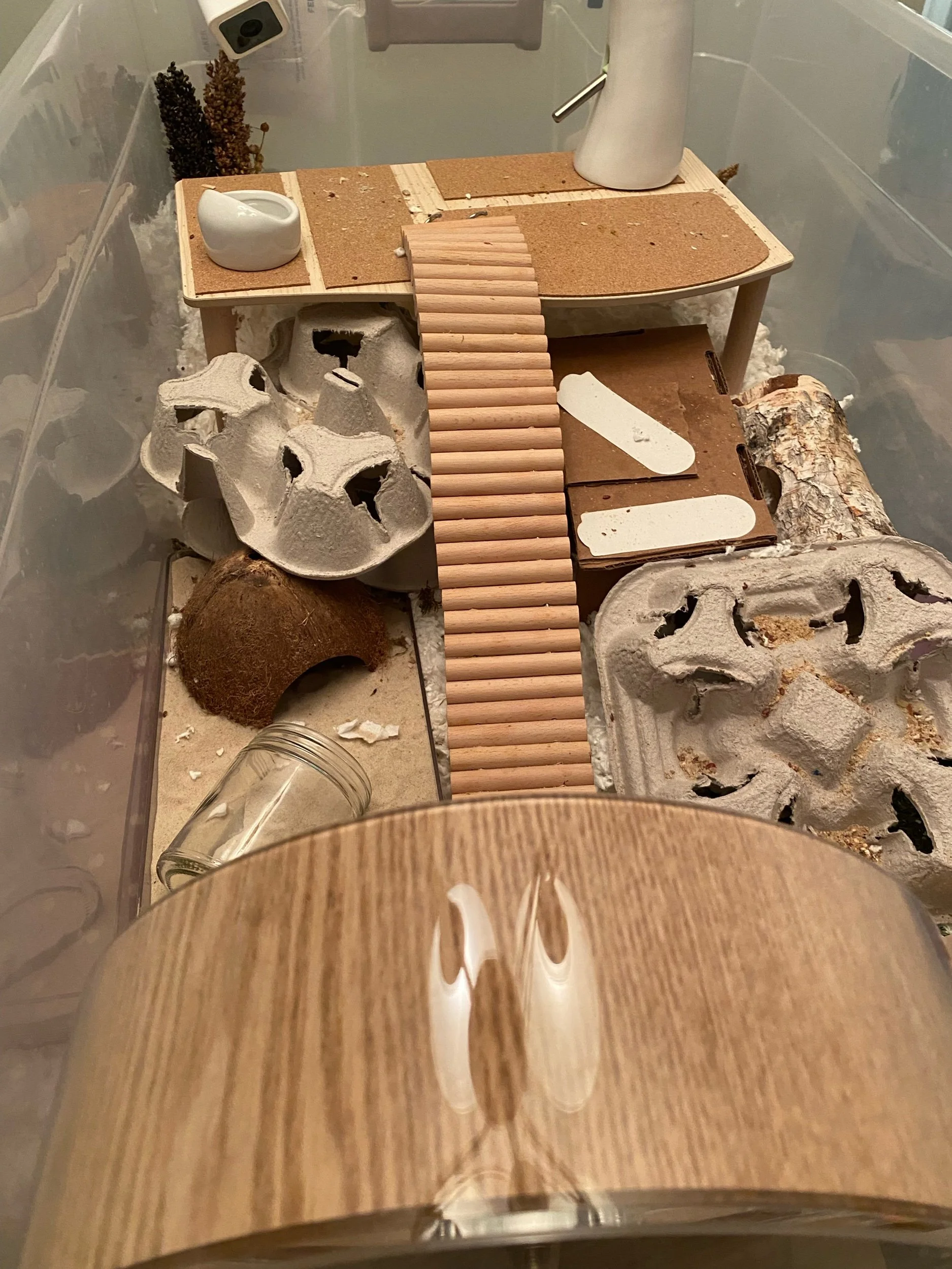 Setting Up a Hamster Cage — Rachel Got Hamsters