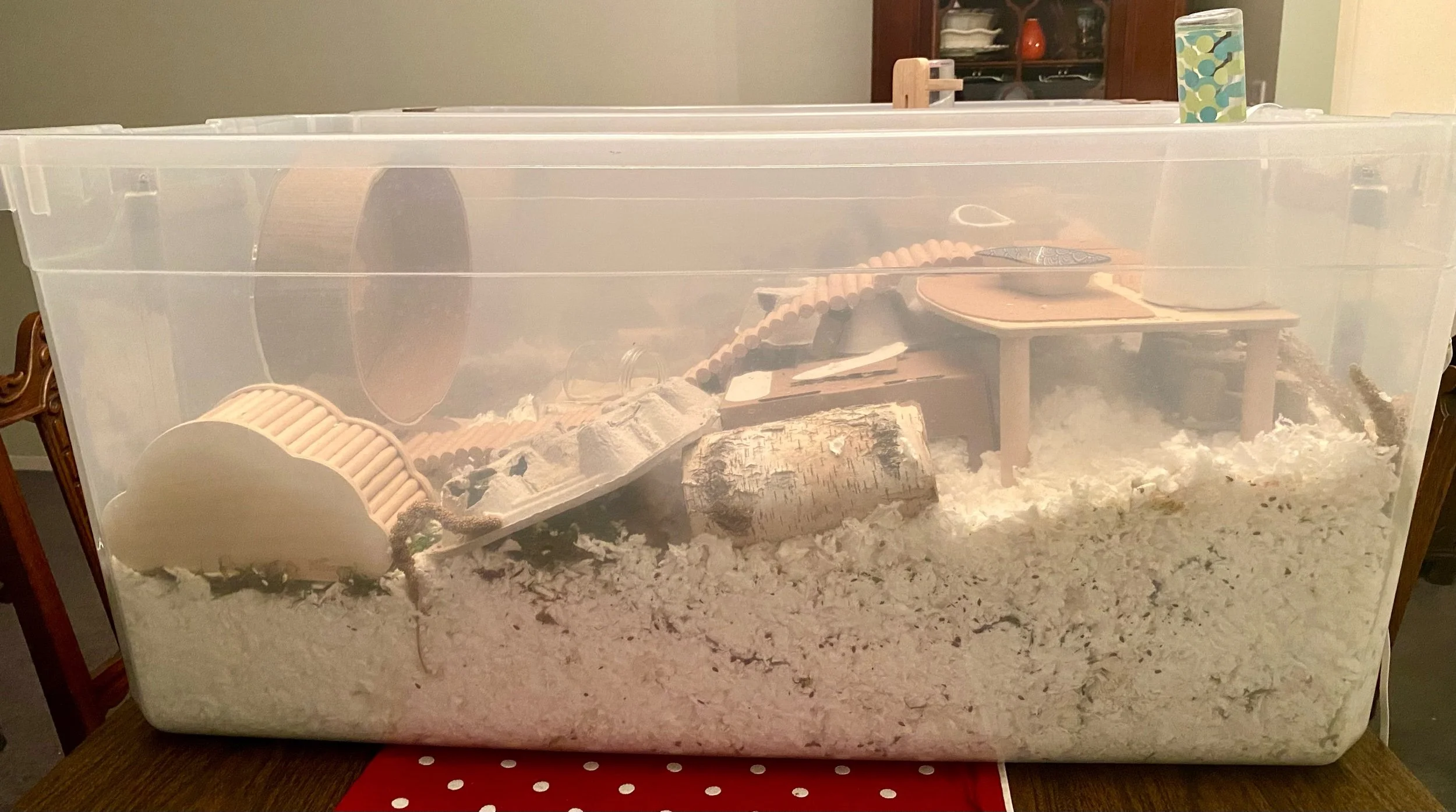 Picture of Setting Up a Hamster Cage — Rachel Got Hamsters