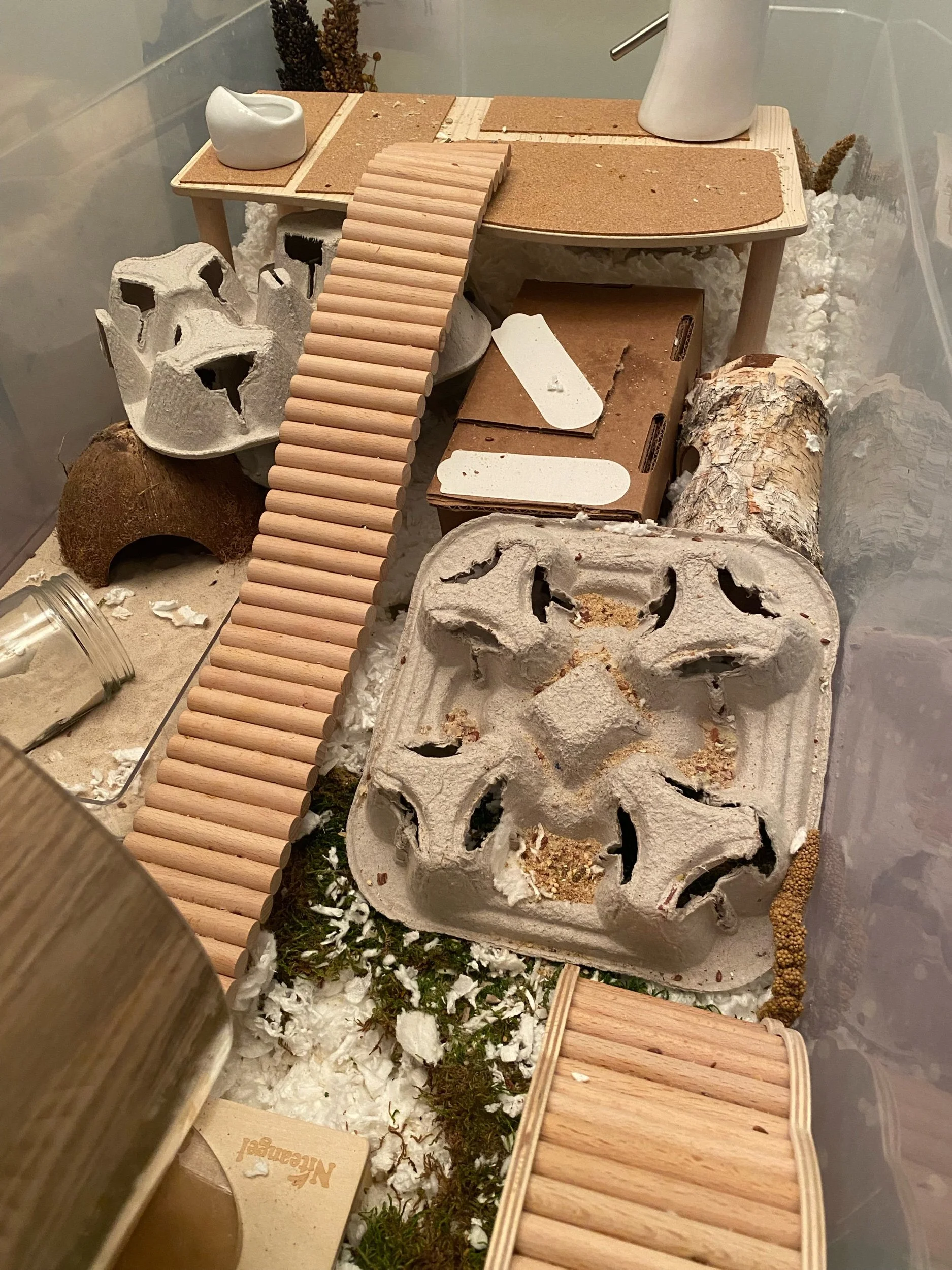 Setting Up a Hamster Cage — Rachel Got Hamsters