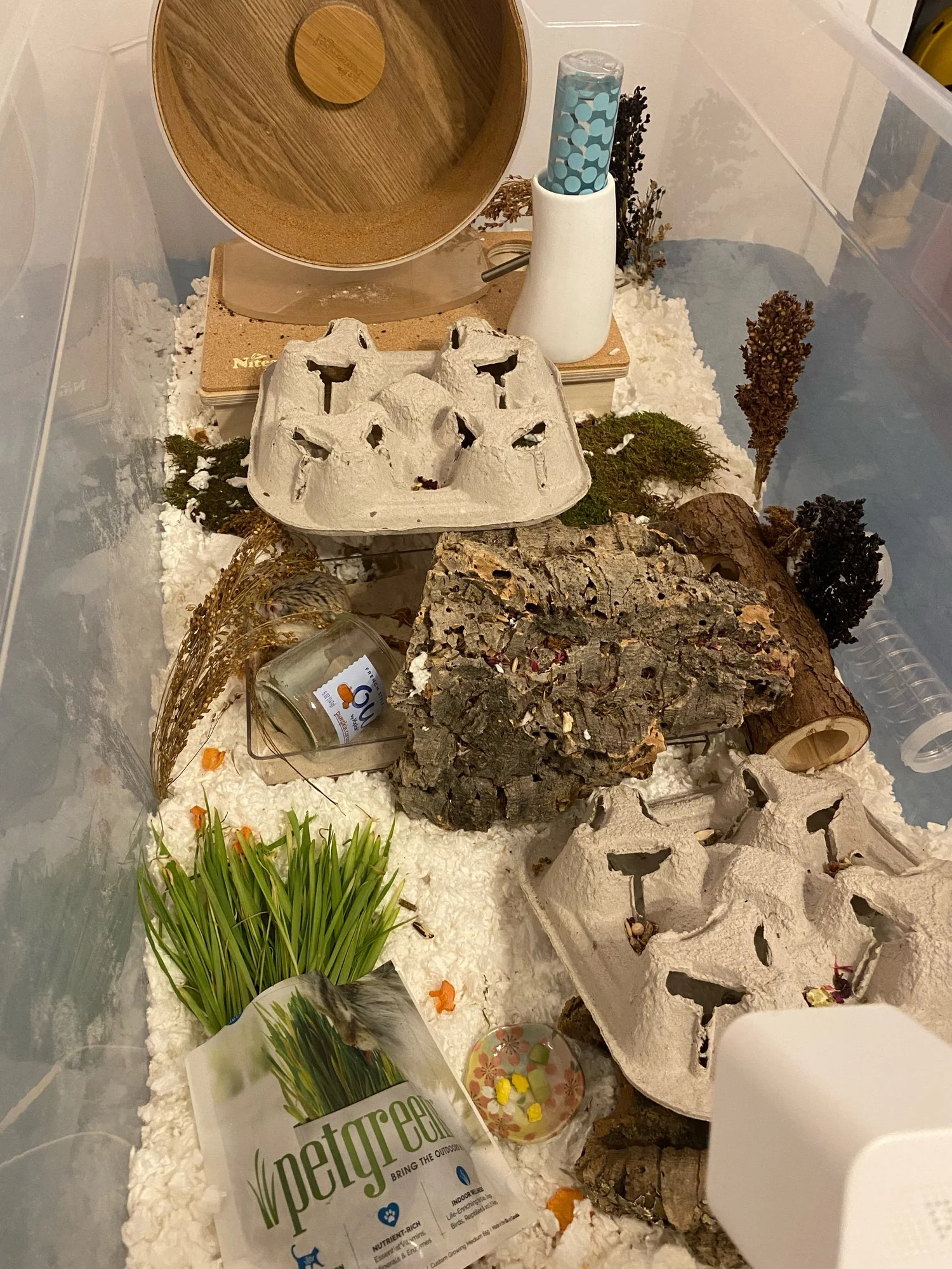 Picture of Setting Up a Hamster Cage — Rachel Got Hamsters