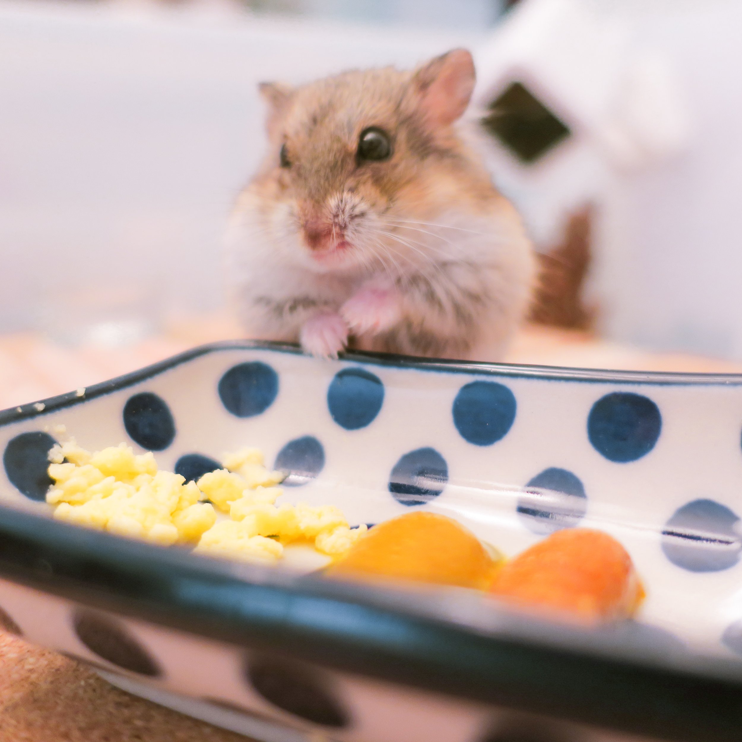 1. Hamsters' love for hunting and gathering food