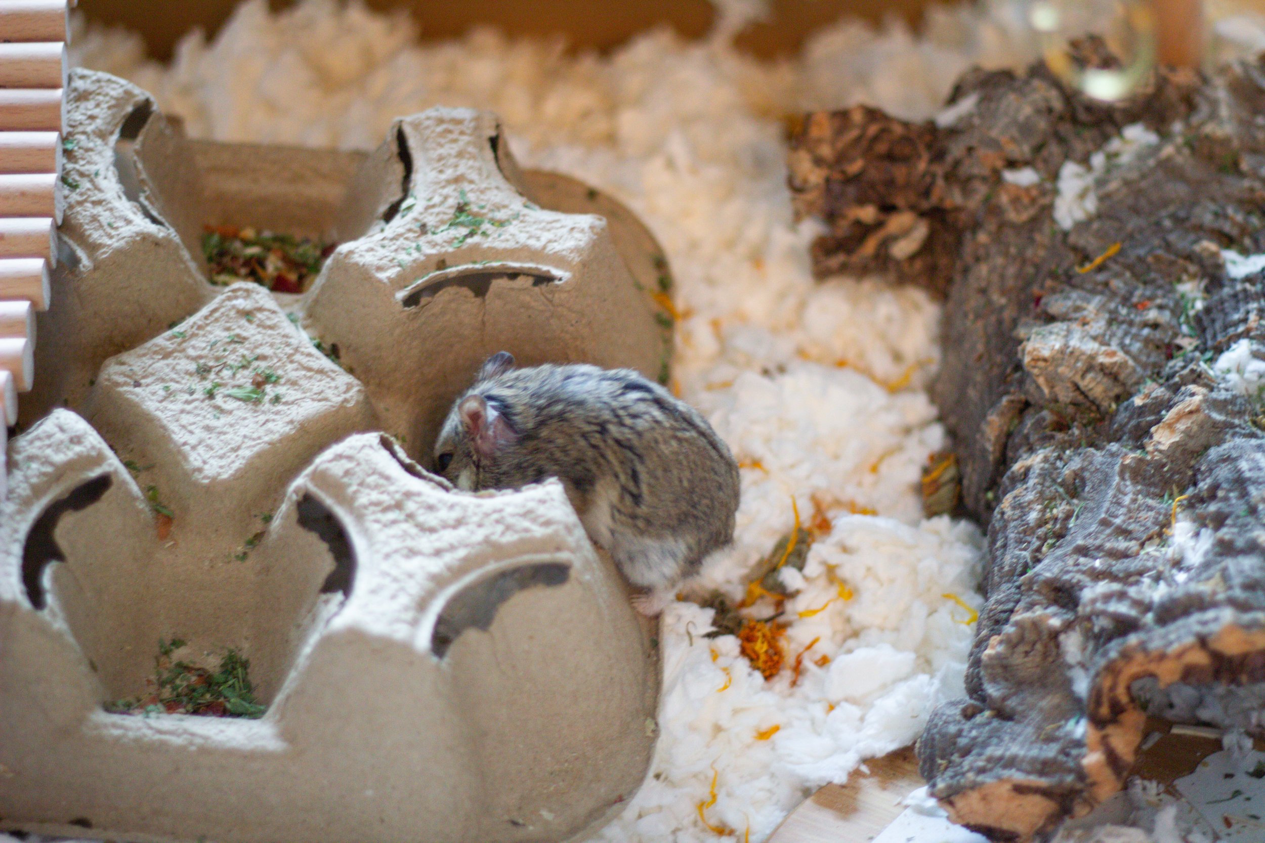 IMG 6855 8. Scatter feeding for hamster foraging in the wild