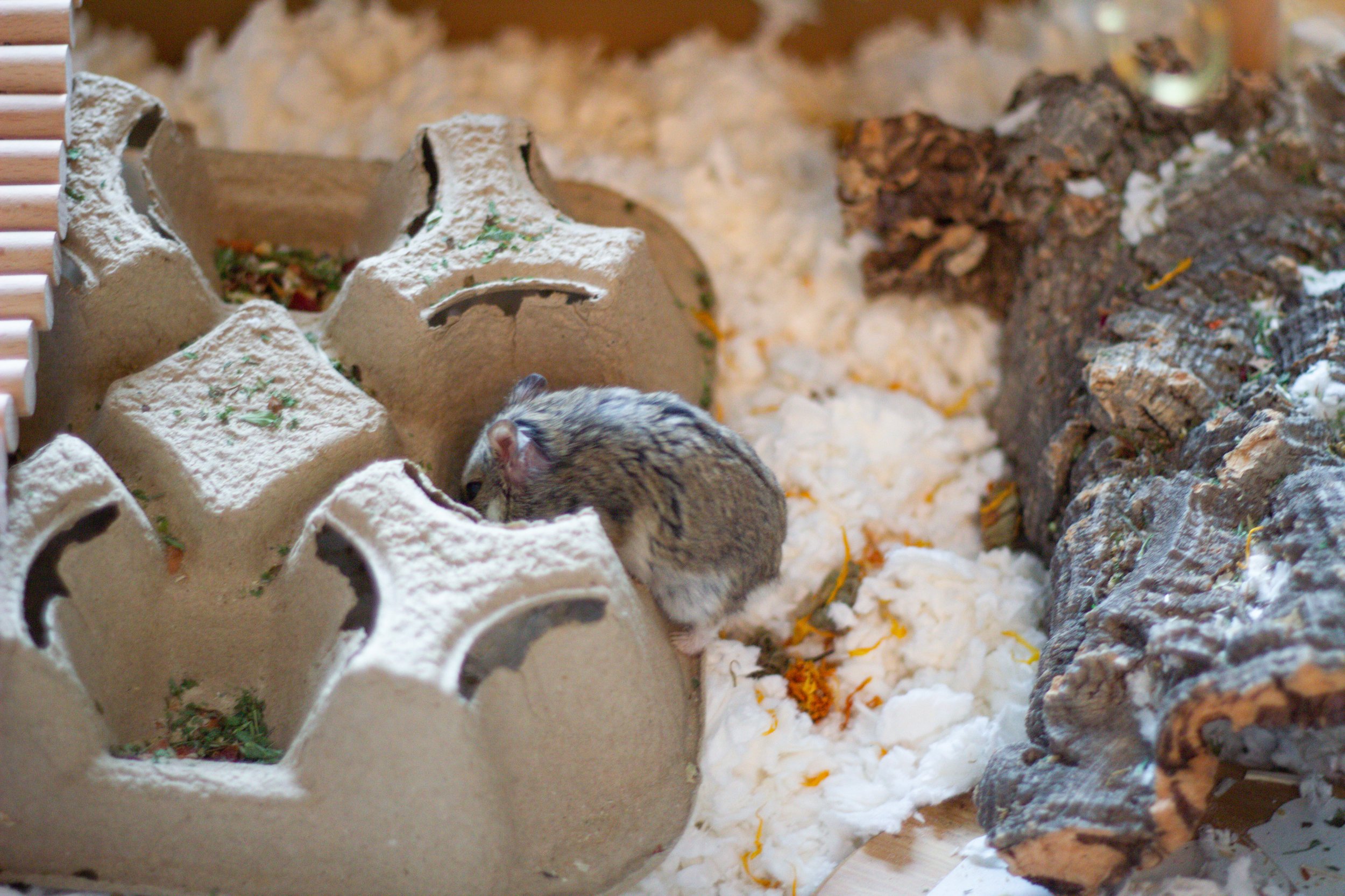 8. Scatter feeding for hamster foraging in the wild