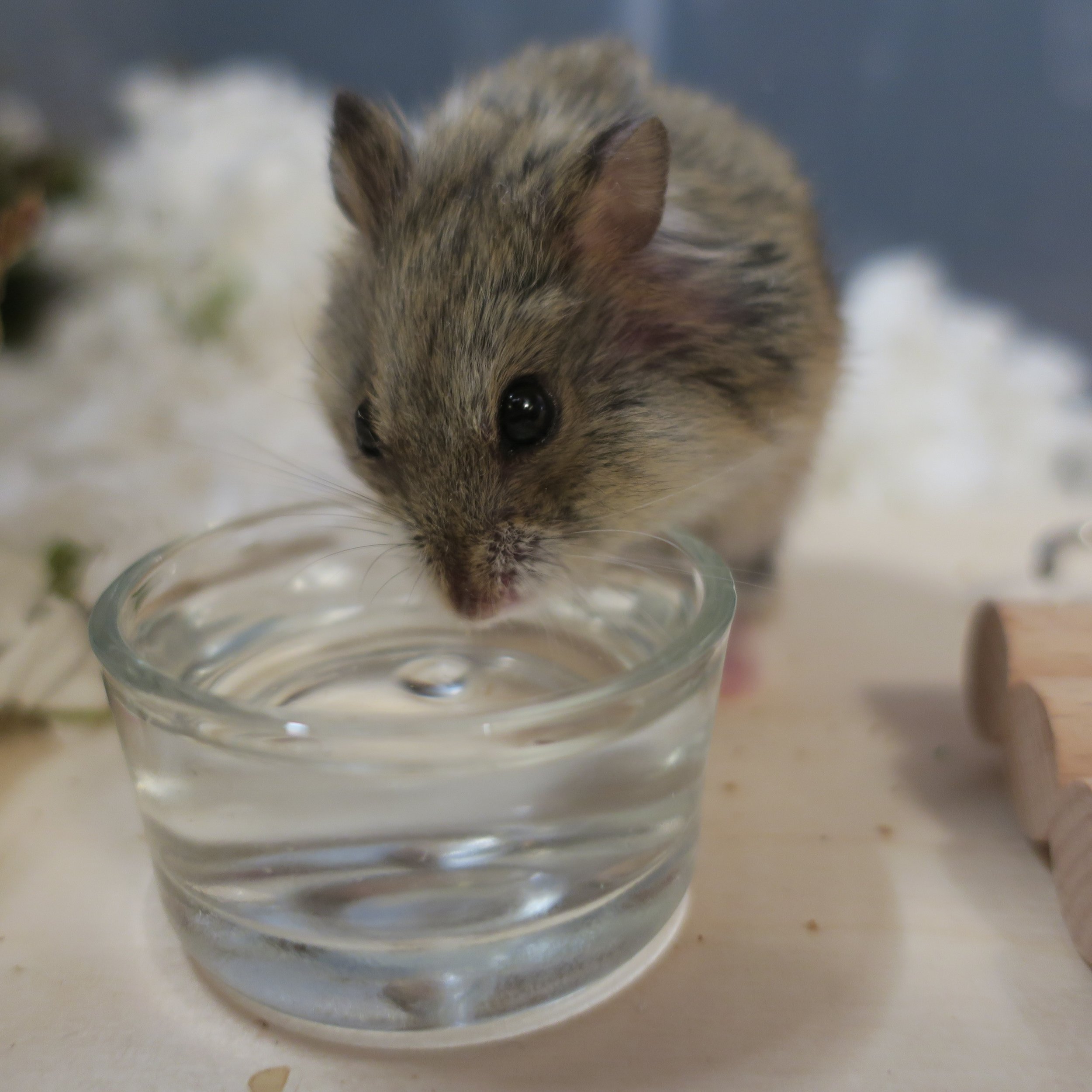 How Long Do Dwarf Hamsters Live? Top Tips To Help Your Pet