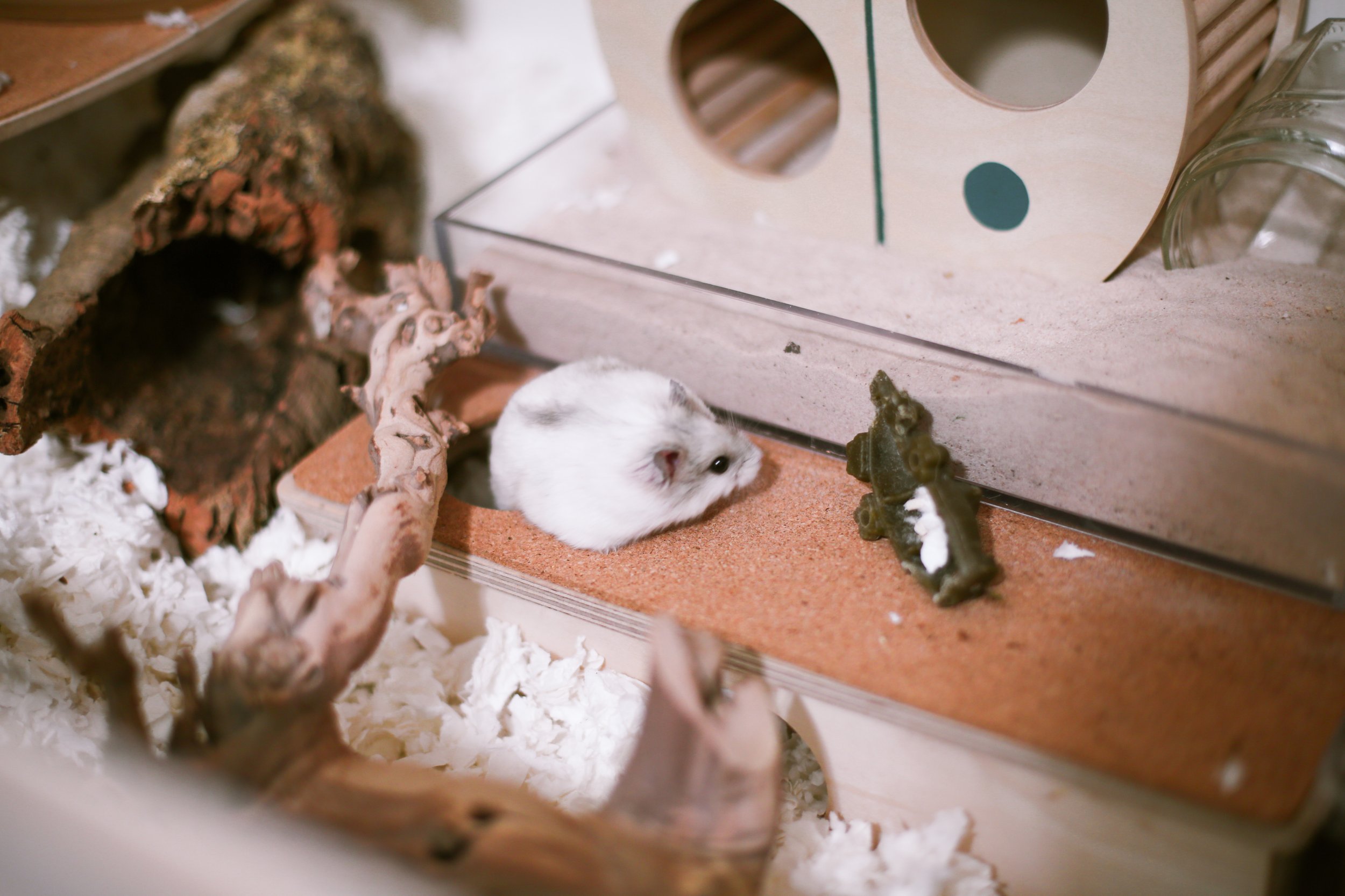 ALL ABOUT HAMSTERS 🐹 Hamster Care, Diet & More 