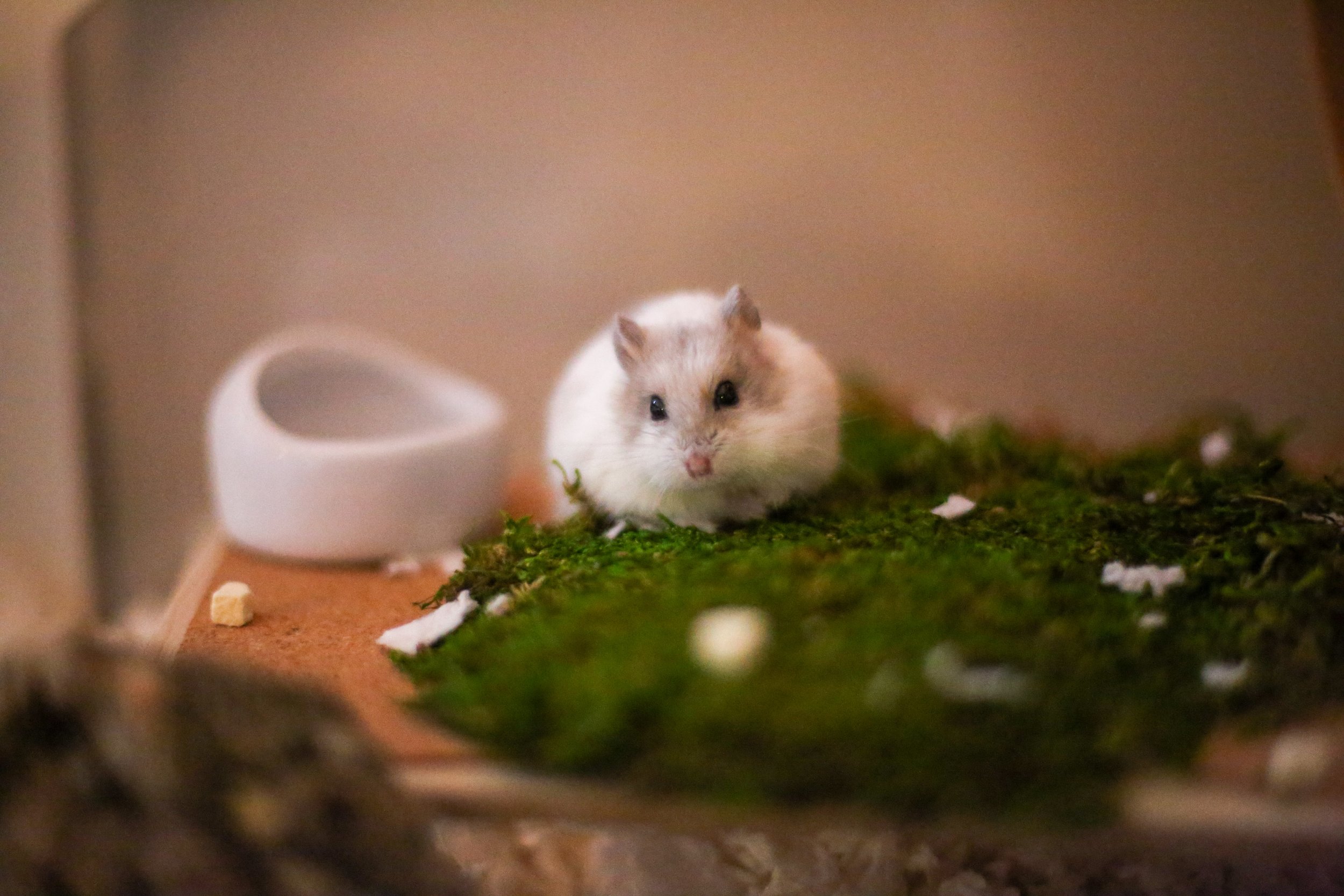 D5A84A35-2357-4603-8A05-C02D26D3A4E0.jpeg