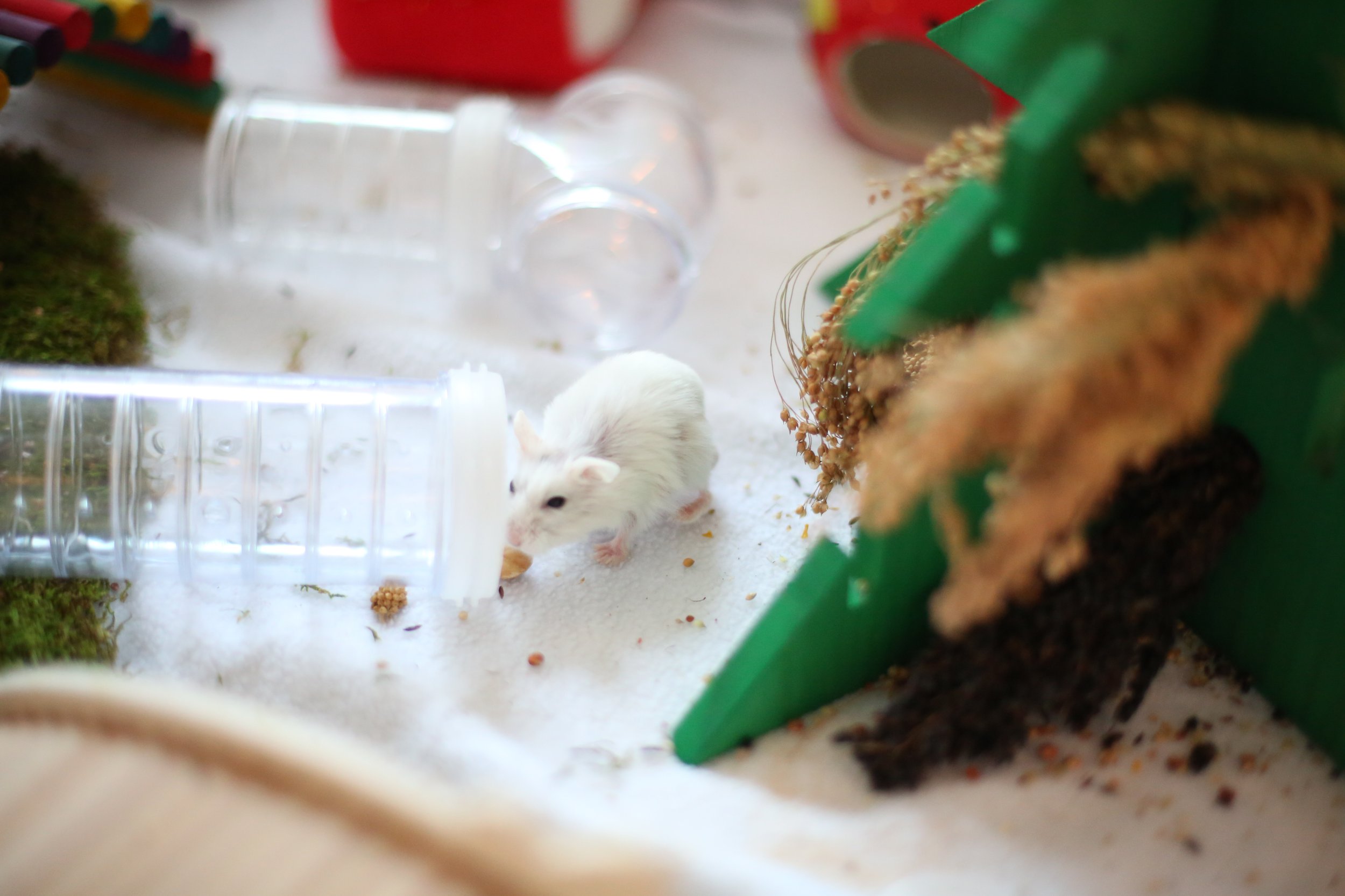 Substrates — Rachel Got Hamsters