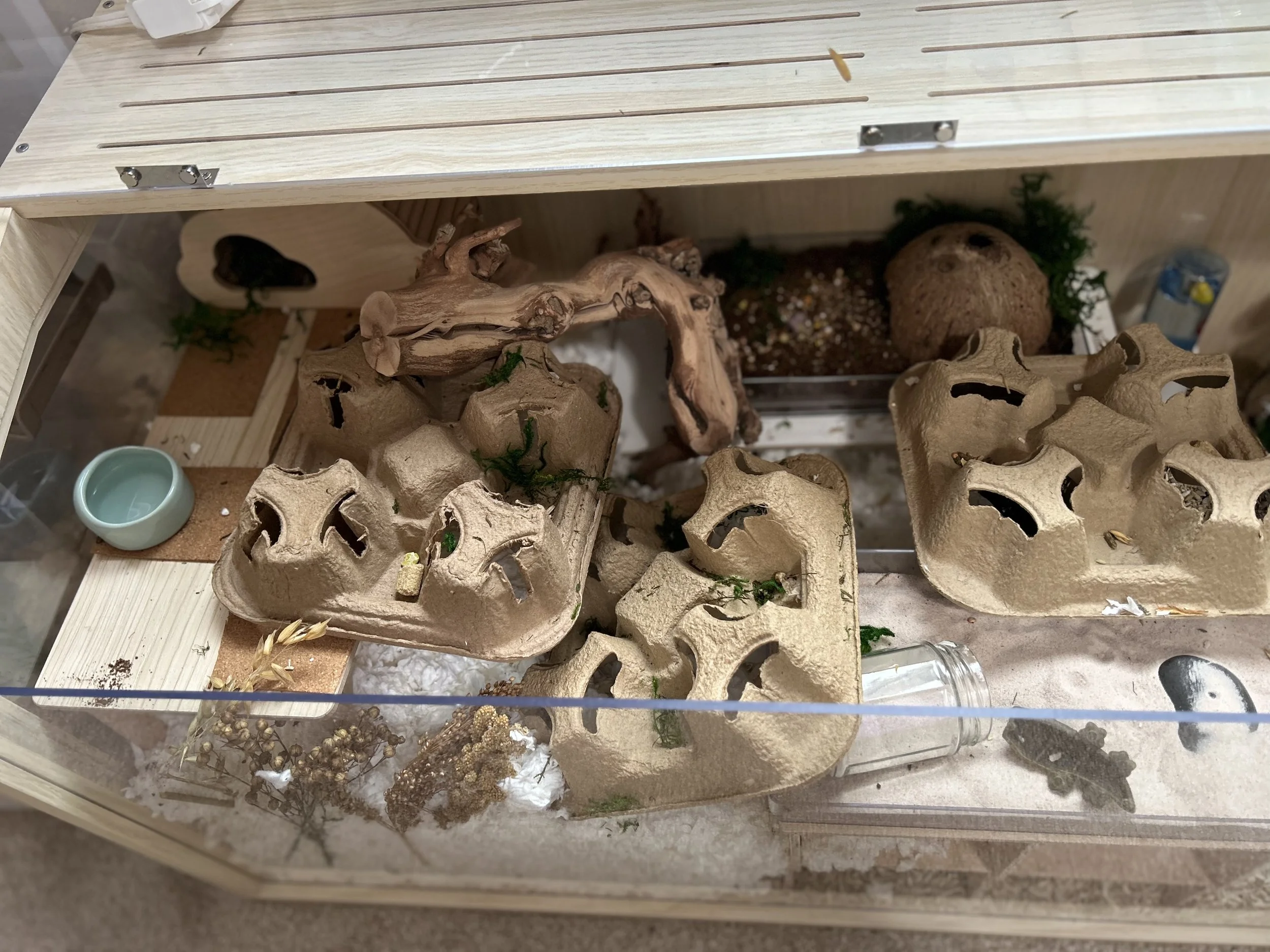 View of Setting Up a Hamster Cage — Rachel Got Hamsters