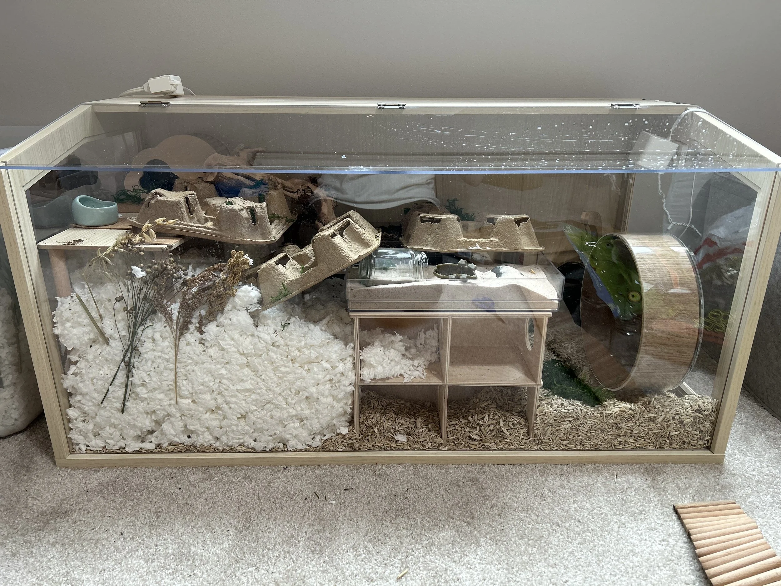 Image showcasing Setting Up a Hamster Cage — Rachel Got Hamsters