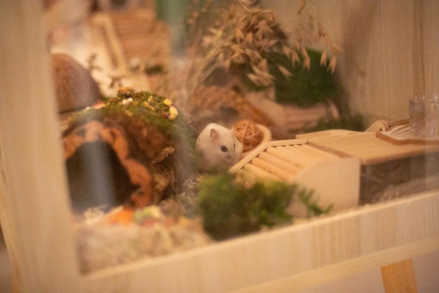 Quiet thoughts and quiet dreams 💭🐹

#hamster #hamsters #dwarfhamster #hamsterenclosure #quietthoughts #adoptdontshop