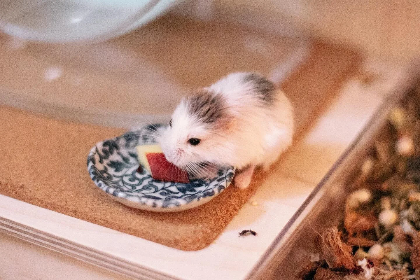 Sad 😢 news 🗞️ from the hamster 🐹 room today.  I went to hand out some almonds to all my wee fur friends 🐹 and found sweet little Ella 🌈 . 

I hadn&rsquo;t seen her much the past few weeks, but she seemed to be active and thriving, nibbling 😋 on