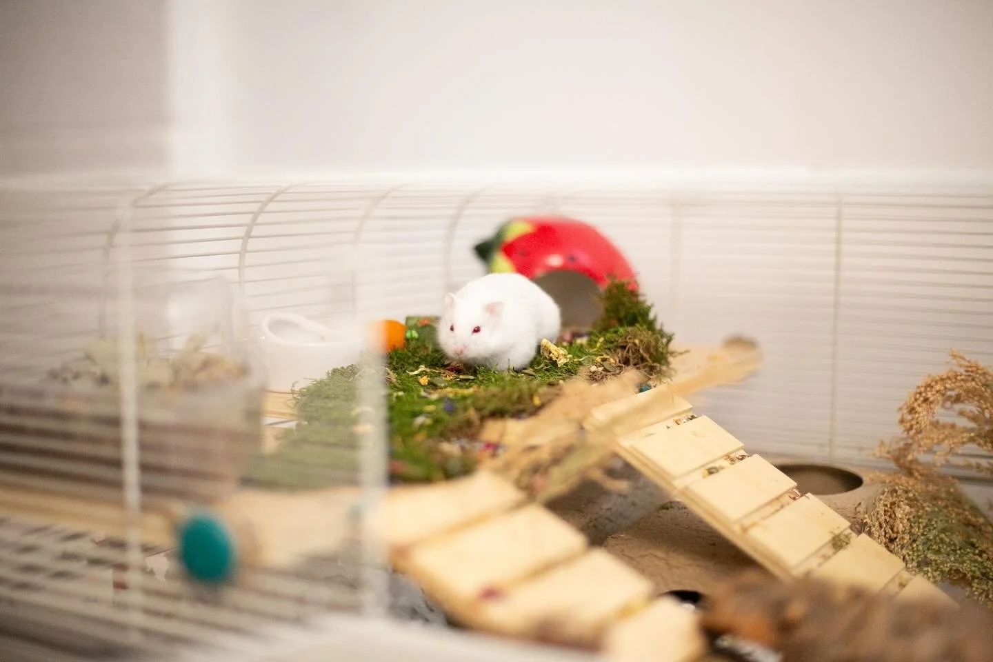 Chet: Please feed me! I&rsquo;m starving! 
Human :  what&rsquo;s that in your cheek pouch? 
Chet: what? That&rsquo;s just how my cheek pouch looks. I&rsquo;m actually very sensitive about it, please stop looking at it. 🙄 😂 🐹 

#hamster #hungryhams