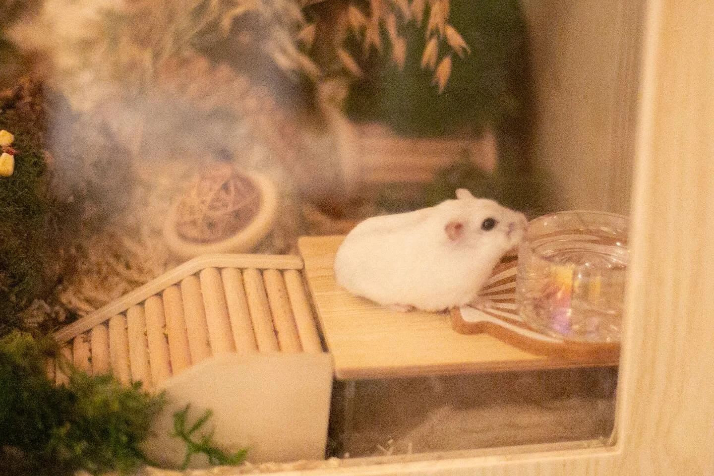 She saw, she came, she drank 🐹💦

#hamster #hamsters #dwarfhamster #water #thirsty #sunday #sundaymornings