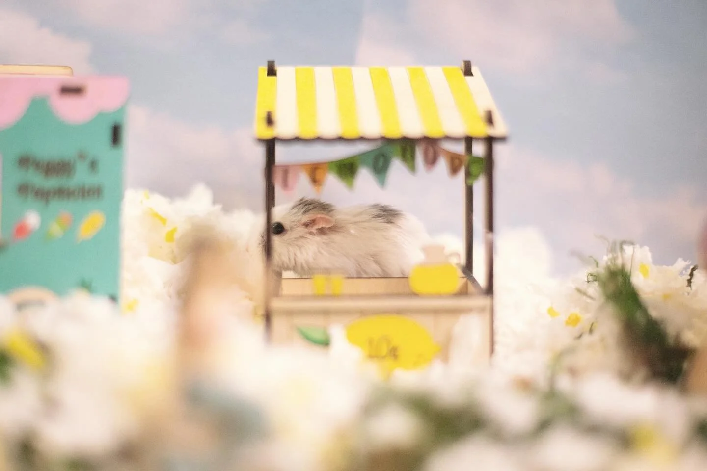 Last weekend for Peggy&rsquo;s Popsicles 🍦 and Ella&rsquo;s Lemonade 🍋Stand before fall 🍂begins! (Get your orders in now! 🐹🛍️

#hamster #hamsterplaypen #lemonade #popsicle #fall #summer #august