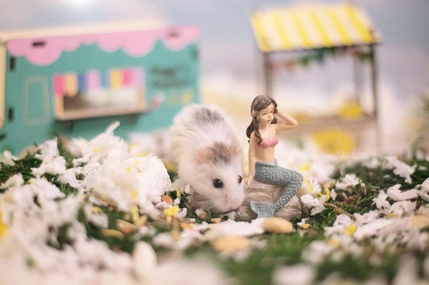 She&rsquo;s our sister, 👧 Ari-Ella! 🧜&zwj;♀️ 

#hamster #hamsters #roborovski #hamsterplayoen #thelittlemermaid