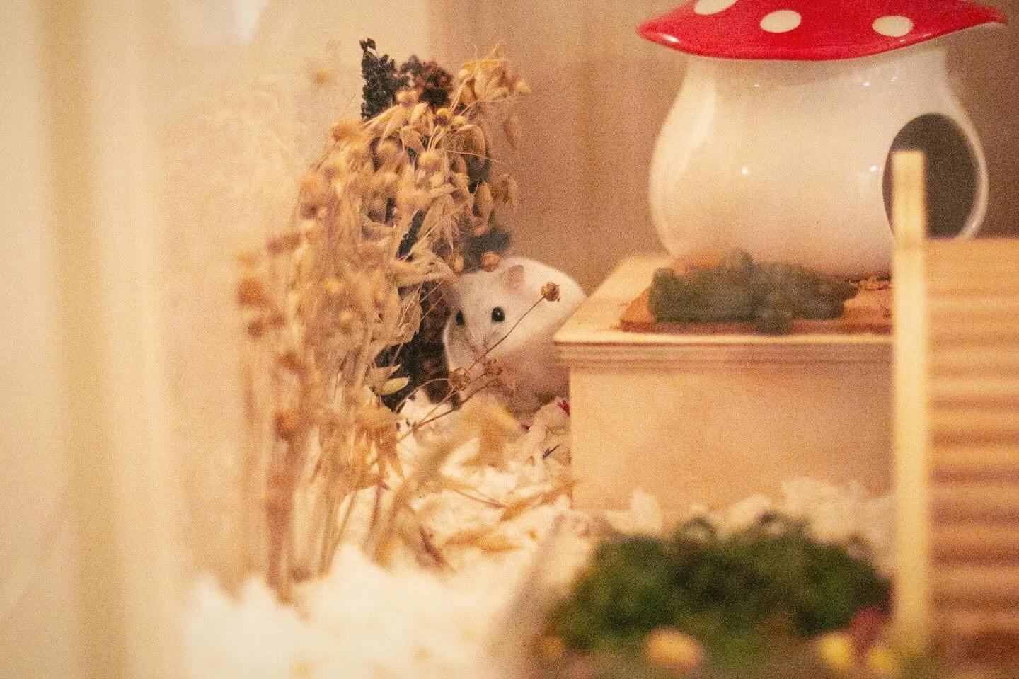 Tuesdays are for snacking 😋 

#hamster #dwarfhamster #winterwhite #seedsprays