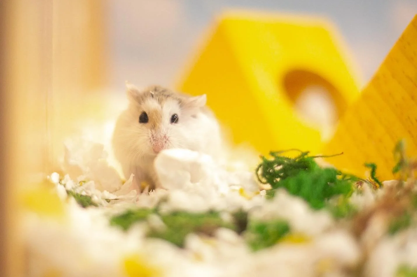 Little Ernie is enjoying the last bits of summer sunshine ☀️ 🧜&zwj;♀️ 🍦 🐹 

Sweet, little Ernie came from the amazing, @happy_horizon_hamster_haven ! Go support their rescue work by buying a ticket (or seven!) to their fall 🎟️ raffle! 

#hamster 
