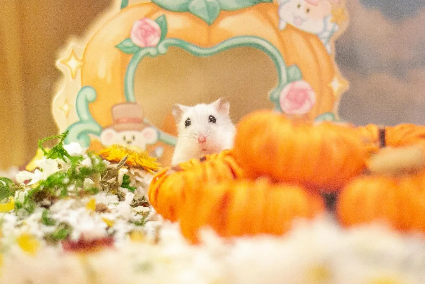 Hehehe 🤭 just downloading pumpkin patch 🎃 pics and found this one ☝️ of June Bug 👀 😍 🐹 

Happy, almost Halloween!! 👻 

#hamster #hamsters #pumpkinpatch #hamsterplaypen #dwarfhamster #adoptdontshop
