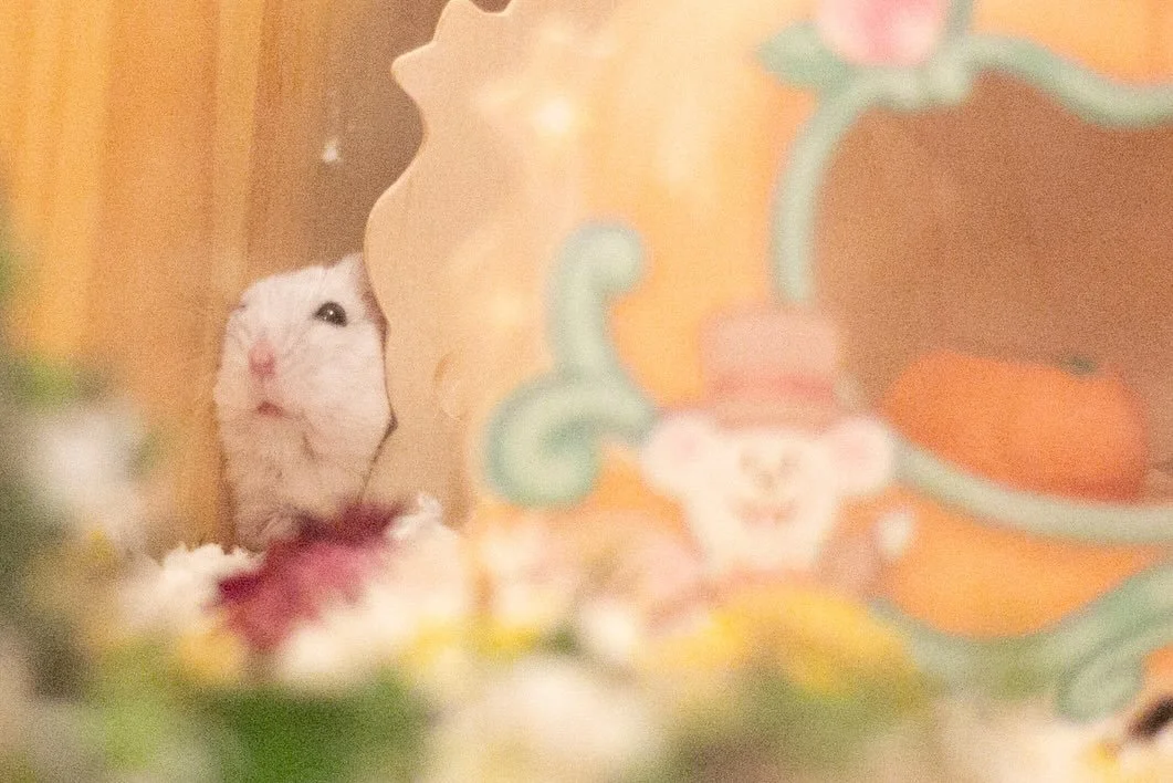 When your Halloween costume is tighter than you remember 😅🐹🎃

#hamster #halloween #happyhalloween