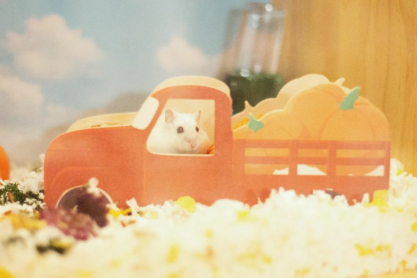 All aboard!! June Bug is taking you all on a pumpkin ride 🛻🎃🐹 

#pumpkin #pumpkins #pumpkinpatch #hamster