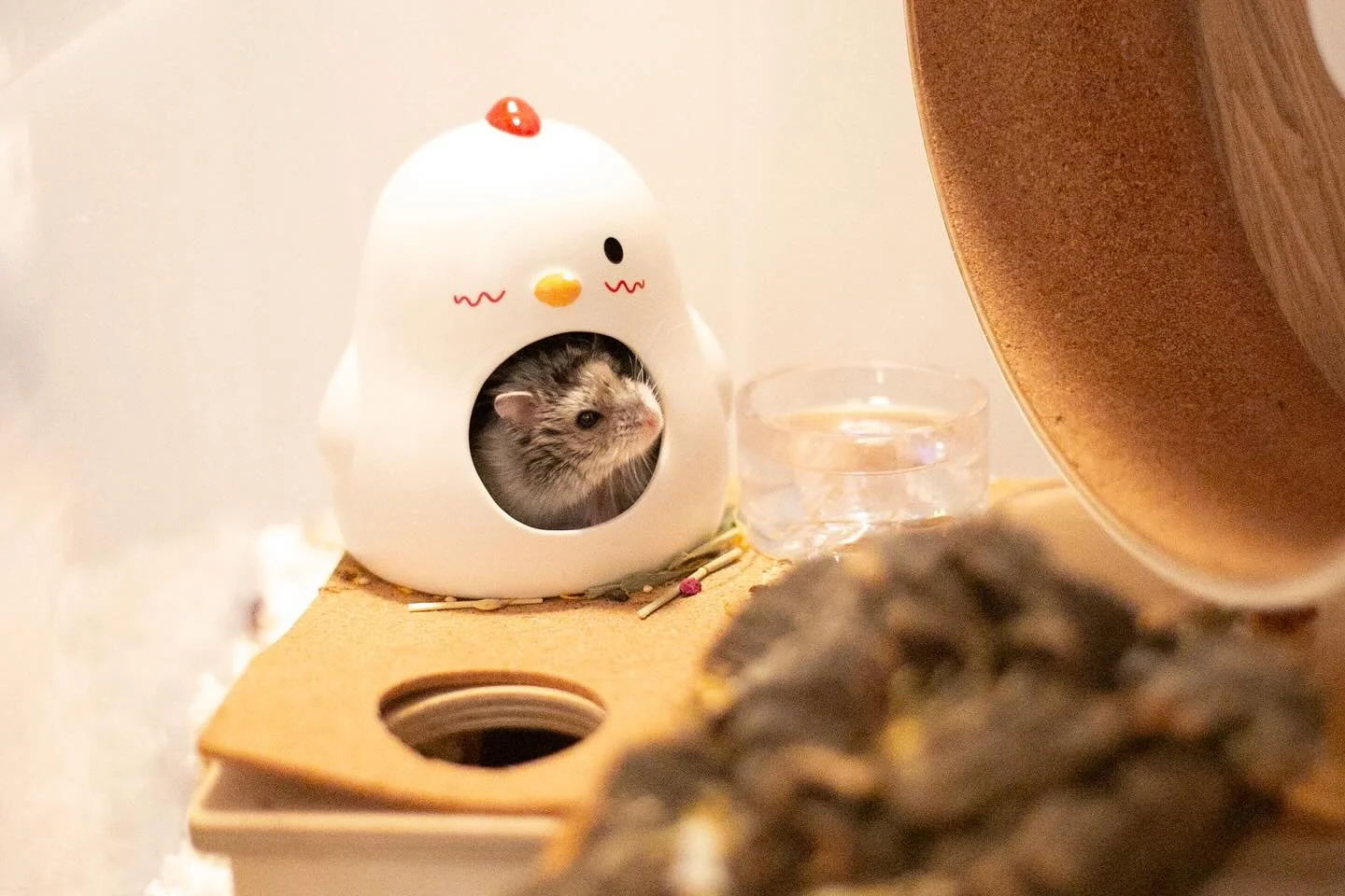 Tabasco was a chicken 🐔for Halloween this year and I think he really pulled it off 🎃🐹🤩

#halloween #hamster #bincage