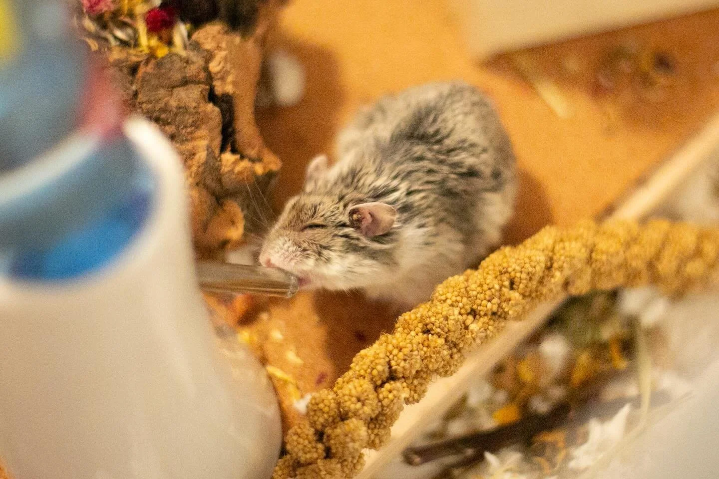 Sweet little Tabasco 🌶️ went to the vet 🏥 last week to have a little growth in his ear looked at.  They gave him a little gas 💨 to make him sleepy 😴 so they could get a closer look 👀&hellip; turns out it was quite large so they quickly removed i