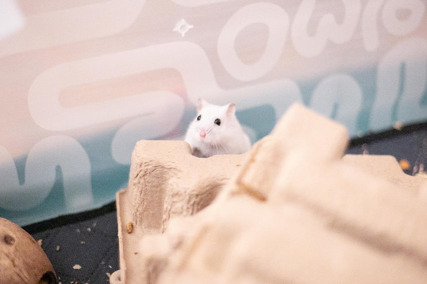 ✨ Sunday✨

(Feat June Bug 🐞 ❤️ 🐹) 

#hamster #hamsters #dwarfhamster #playpen #omlethamster