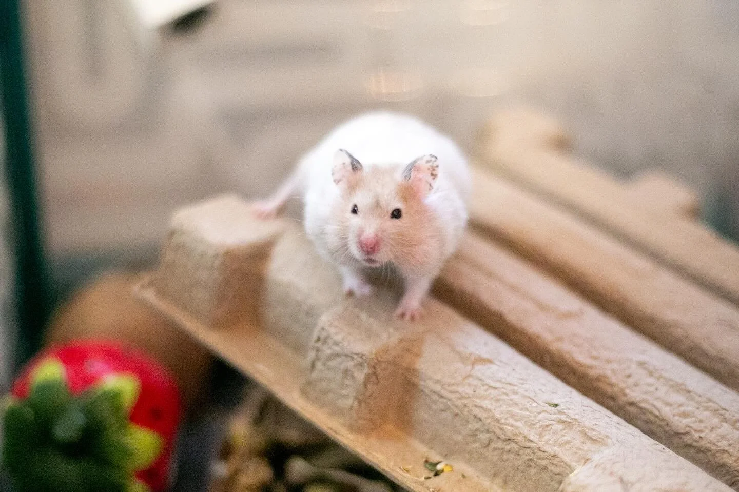 It&rsquo;s Cyber Monday?! Get my tiny paws to a computer, now! 🐾💨🐹

(I do wonder what my hamsters would buy, if they had access to my credit cards&hellip; 🤔&hellip; oh wait, they basically already do 🤣) 

#hamster #hamsters #syrianhamster