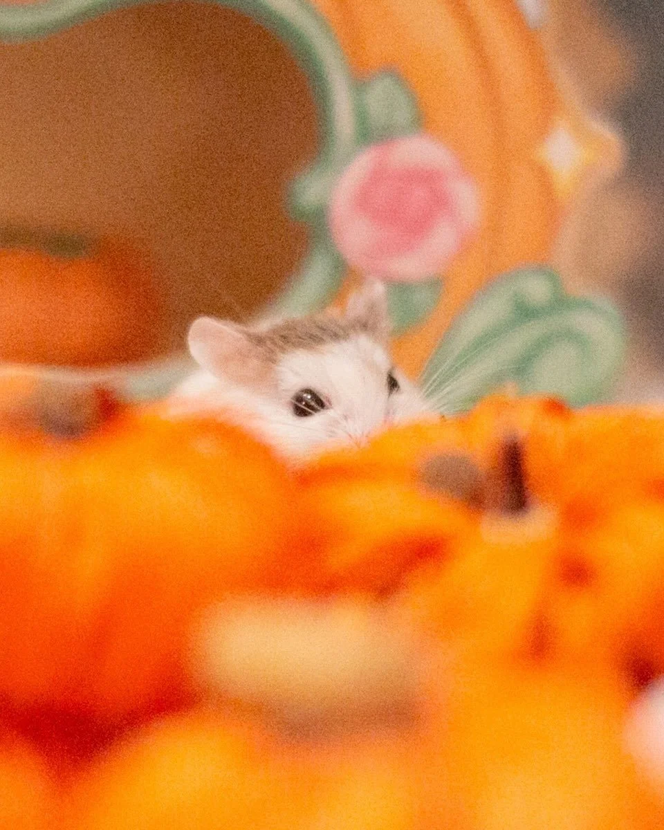 Never fear, Bert is watching 👀

#hamster #hamsters #robo #private eyes