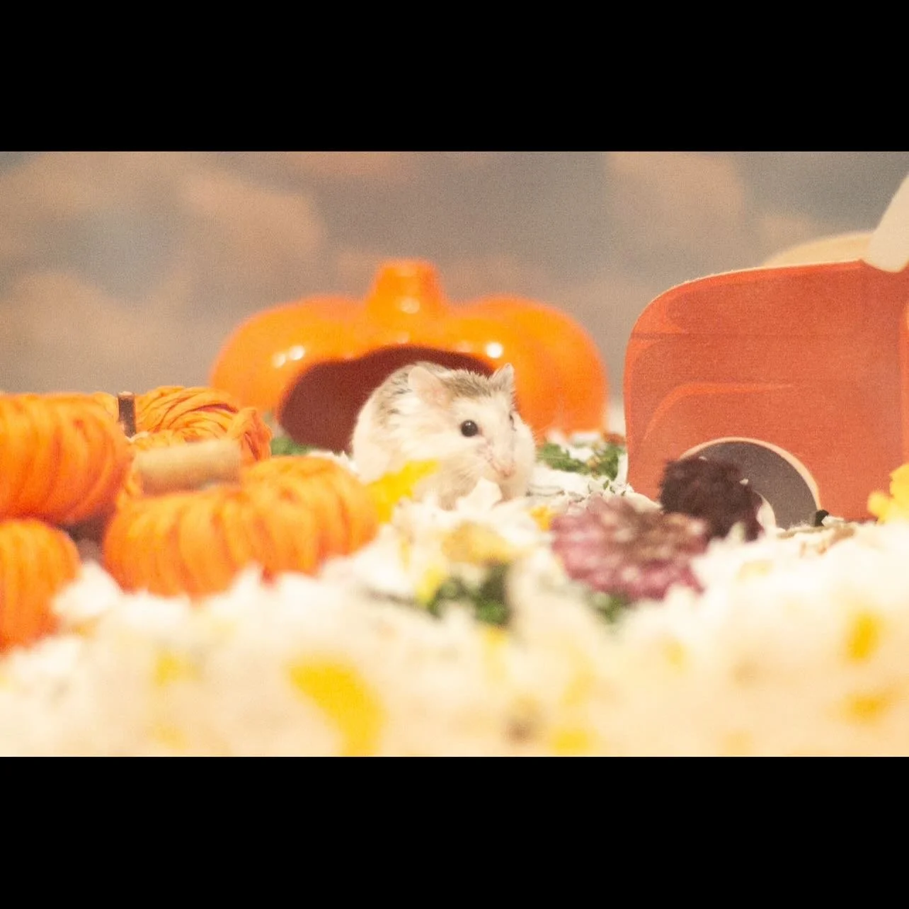 Smell the peanut 🥜👃 &mdash;> Find 👀the peanut &mdash;> eat the peanut 😋🐹✨

#hamster #hamsters #snacktime #yum