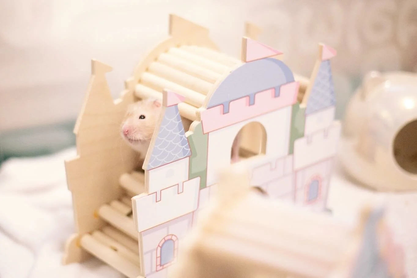 I had to say goodbye to my first and only Syrian yesterday 💗

This sweet guy for many months now had a growth in his abdomen, but was able to live his life mostly normally and pain free it seemed&hellip;until Saturday evening, when I found him cough