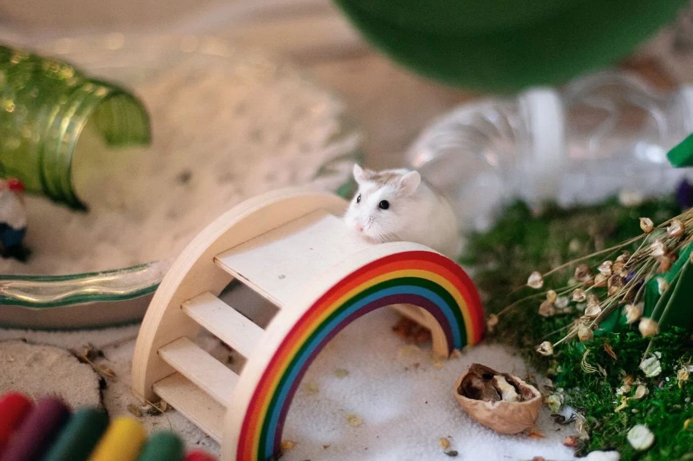 I also had to say goodbye to sweet, little, spunky Lester last night.

For many months now, he has had a tumor on his belly.  We tried a few things to help improve his condition with no success. 

Lester was still eating but was getting more frail in