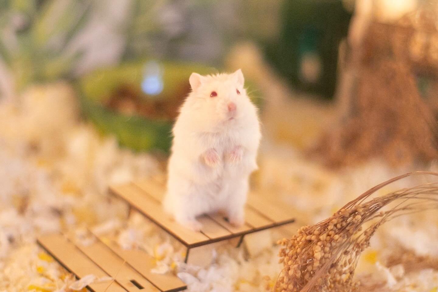 Watching 👀 for Santa 🧑&zwj;🎄 and his reindeer 🫎 ✨

#hamsters #christmas #twasthenightbeforechristmas