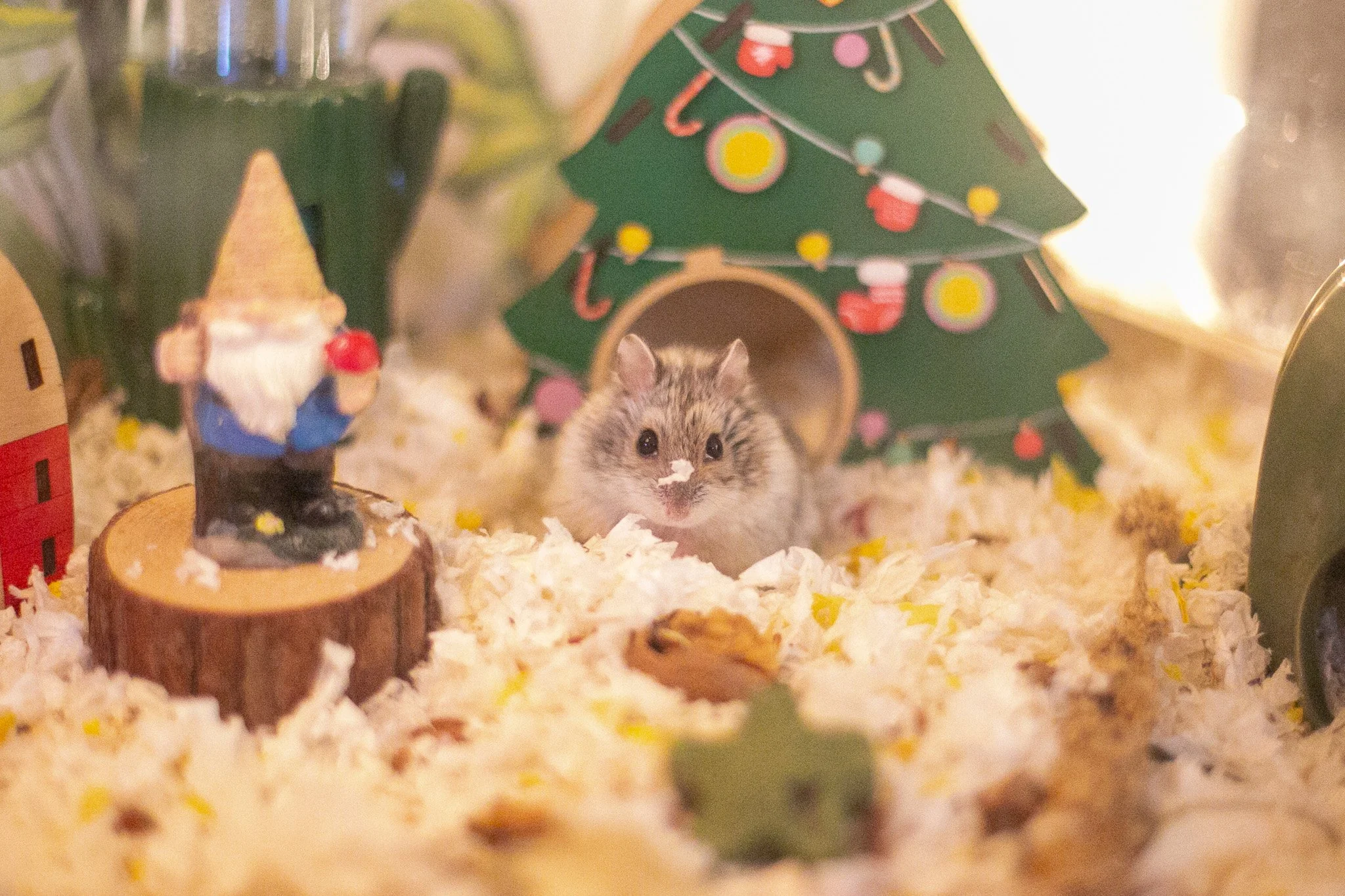 Merry Hamster-Mas!