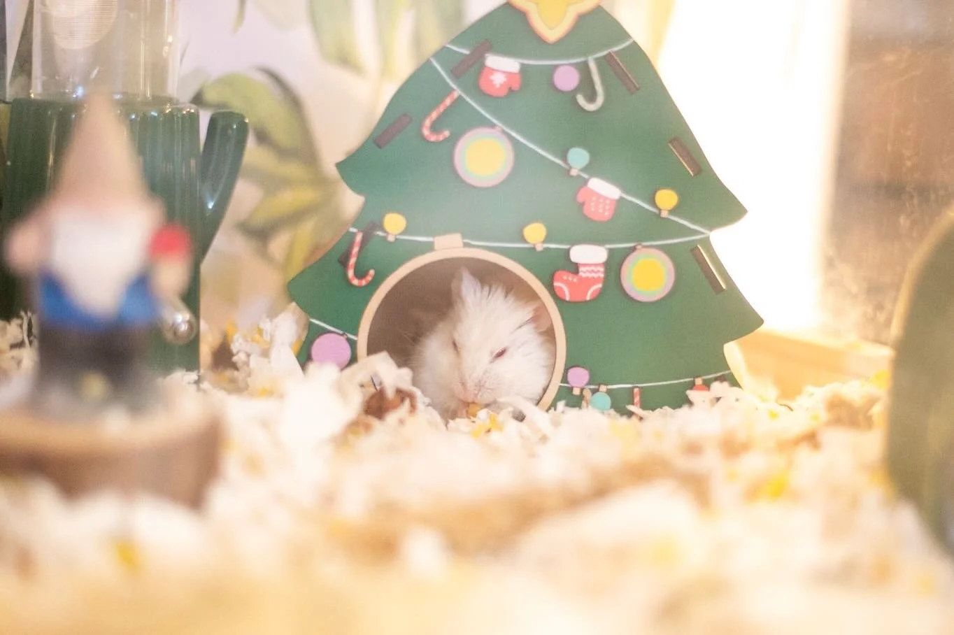 Chet hopes you found some peace and reflection time today ✨🎄🐹🎅

Merry Hamstermas!! And to all a good night!! ✨⭐️🌟🌝 

#hamsters #christmas #merrychristmas