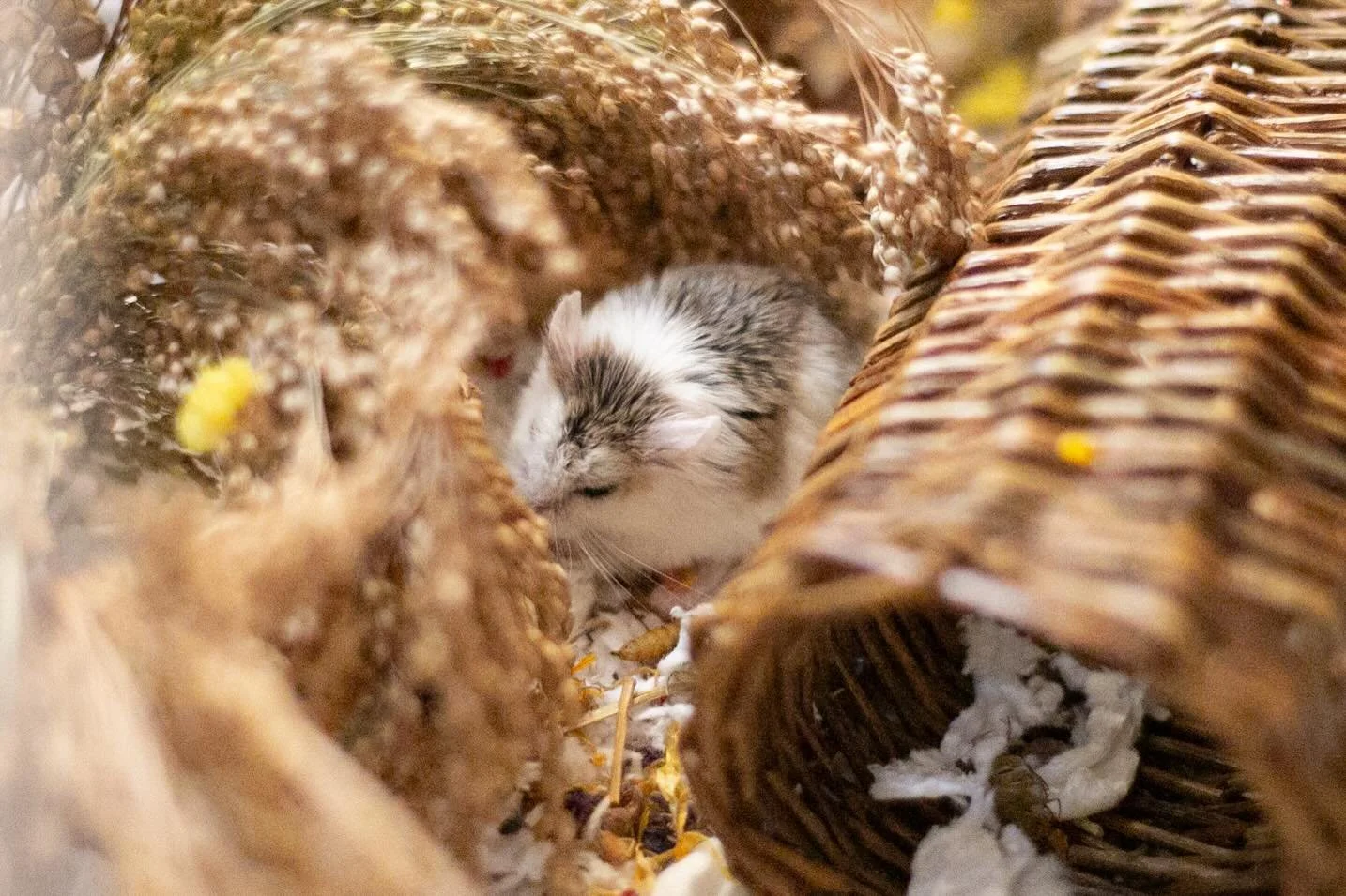 The world lost a great, but tiny, little man today 🌈

Sweet Bert bee having some health issues (a strange growth near his little bum) but he was active 🏃&zwj;♂️ and eating and seemed to be doing well regardless. 

Last night i brought blueberries ?