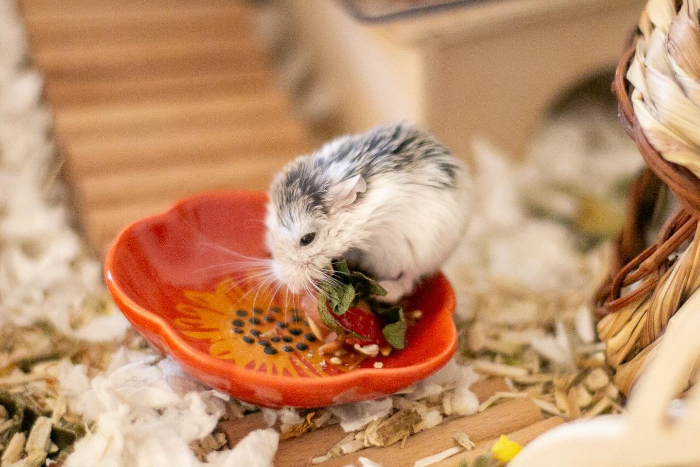 Which is larger, Ernie or the Strawberry? 🐹>🍓? 

#hamster #roborovski #elderlyhamster #strawberry