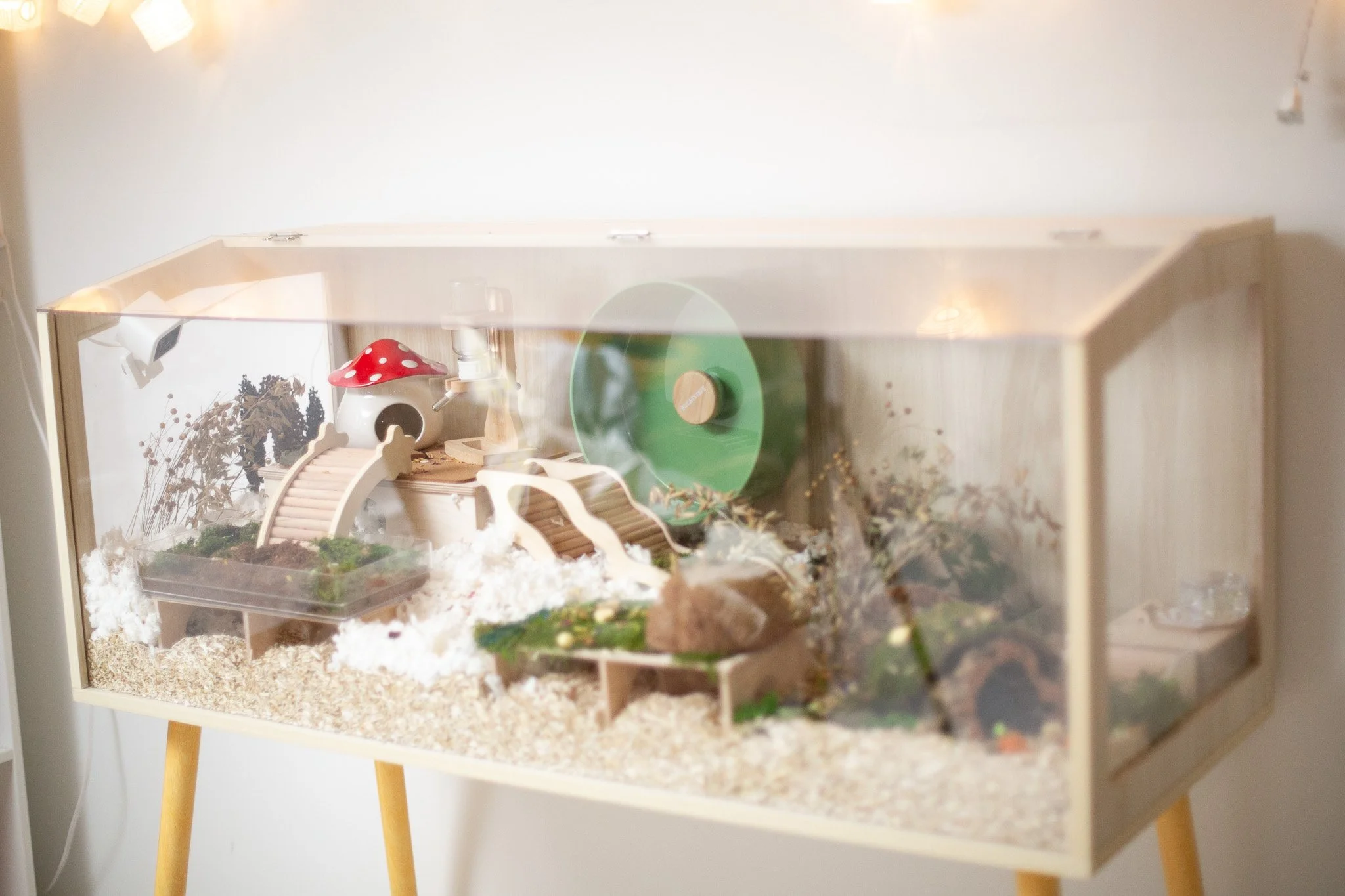 June Bug’s Prolee’s 48” Enclosure