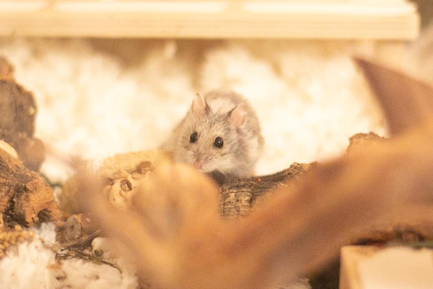 Happy Mother&rsquo;s Day 🌸 to all the hamsters🐹 moms out there! 💕✨🌳
