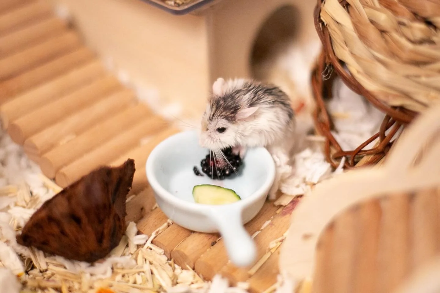 I&rsquo;ve had some hamster 🐹 updates I have not been on top of sharing 🤲 lately, as I have been doing some re-org and technology 📸 updates in the hamster 🐹 room (while also being quite busy at work lately! 💻) 

On April 14, just before a tornad