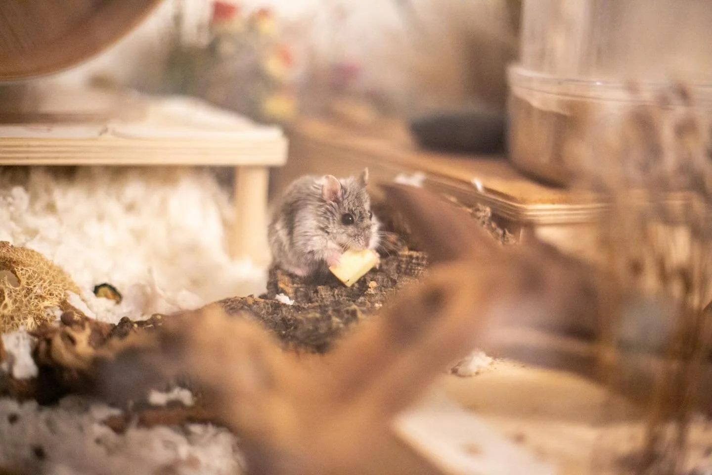 Tabasco must know he looks hot 🌶️ while eating an apple 🍎 so he specifically carries it to his cork for optimal photography 📸😆😍

(You&rsquo;re the best, T, thanks for the show! 🤩) 

#hamsterseating #hotboys