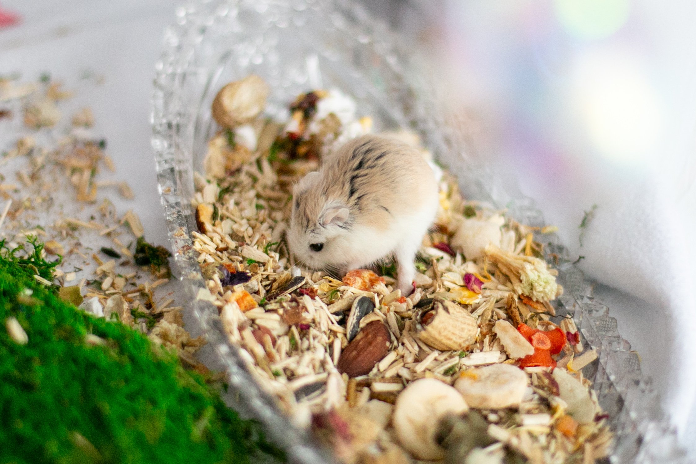Substrates Rachel Got Hamsters