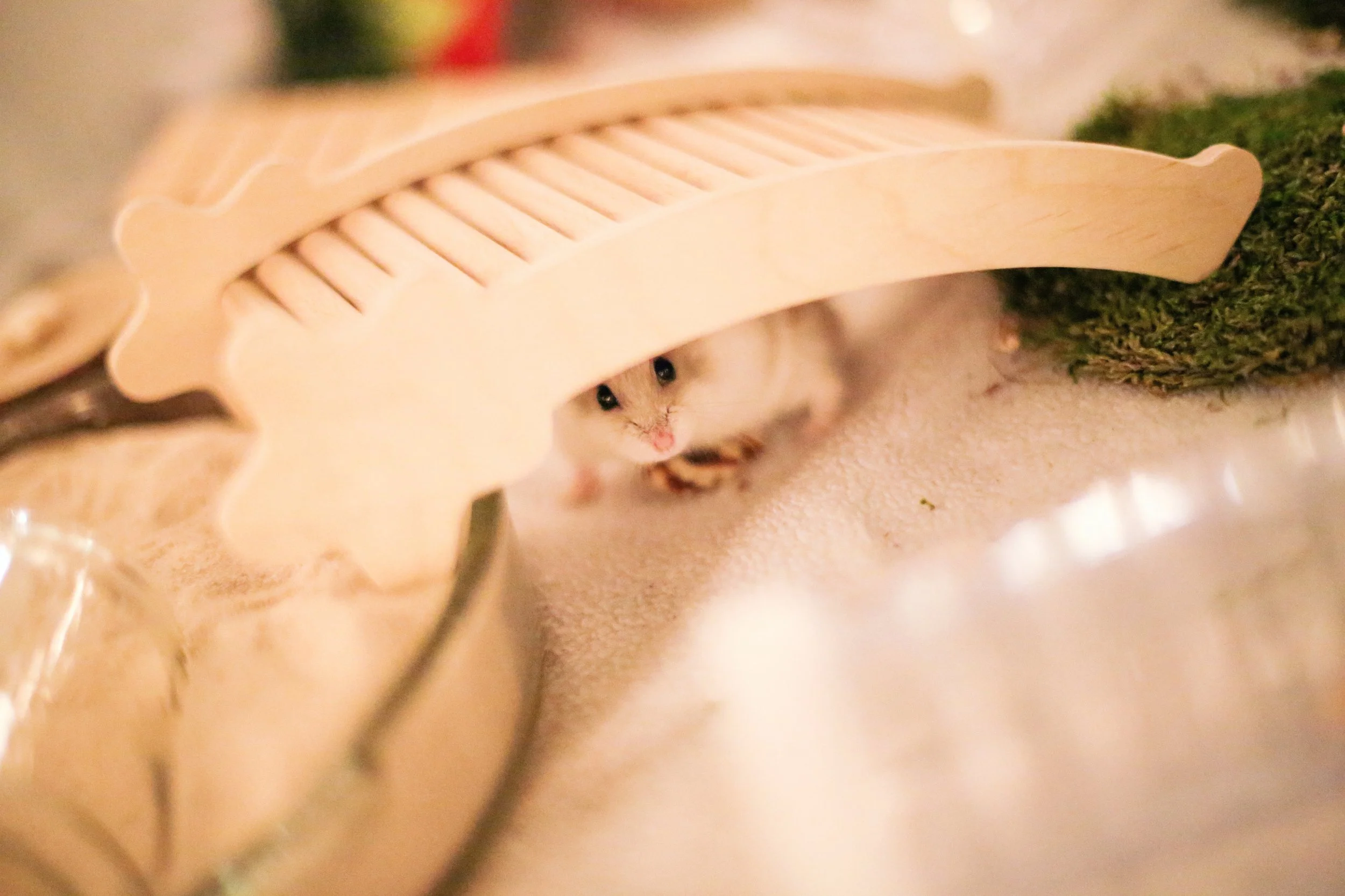 Maurice enjoys the Bucastate Bridge in the hamster playpen