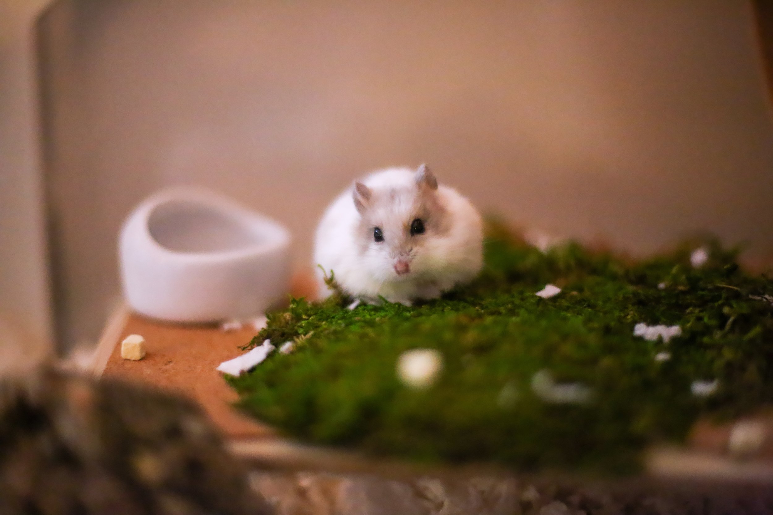 Substrates — Rachel Got Hamsters