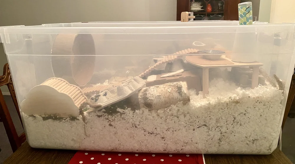 All About Bin Cages — Rachel Got Hamsters