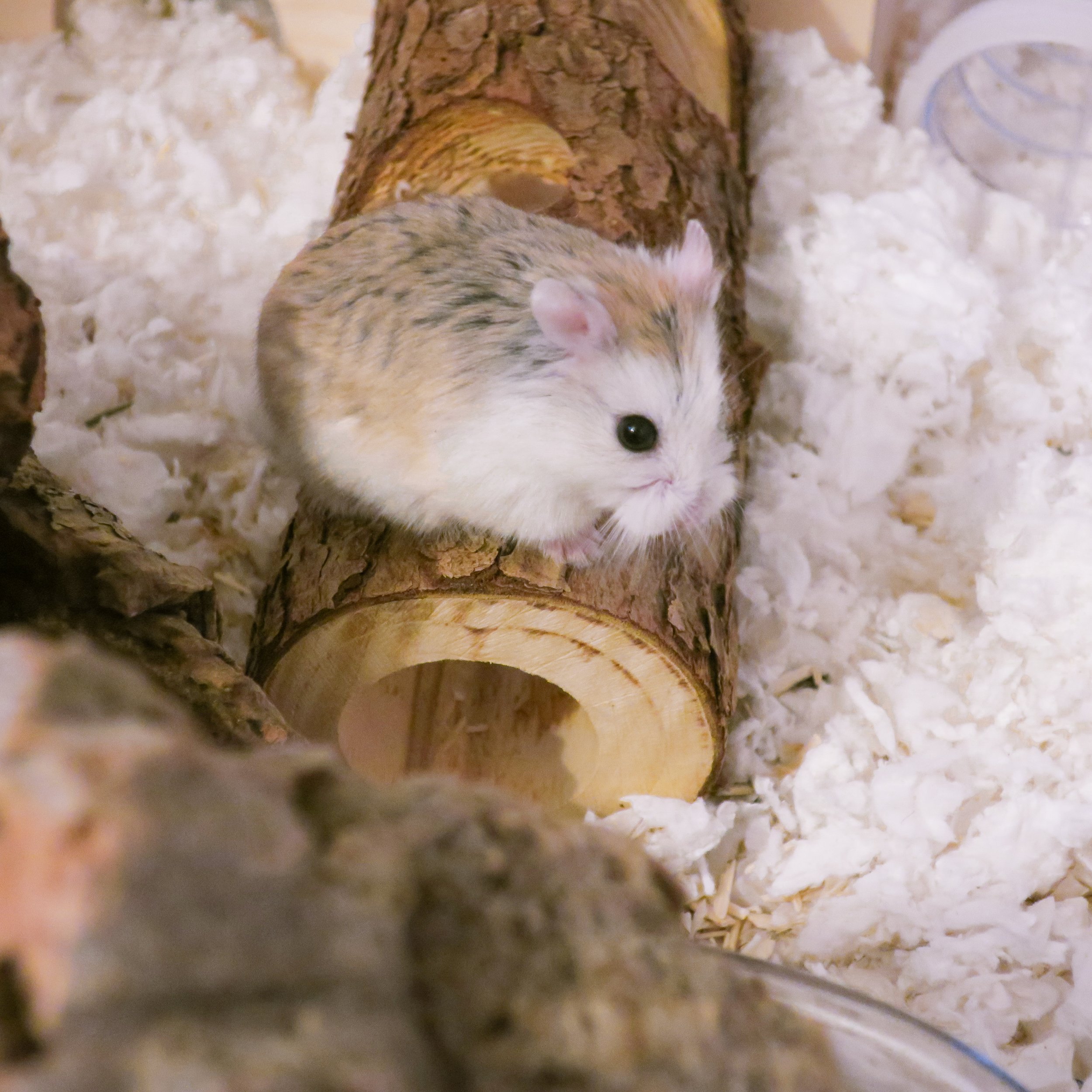 dwarf hamster life span｜TikTok Search