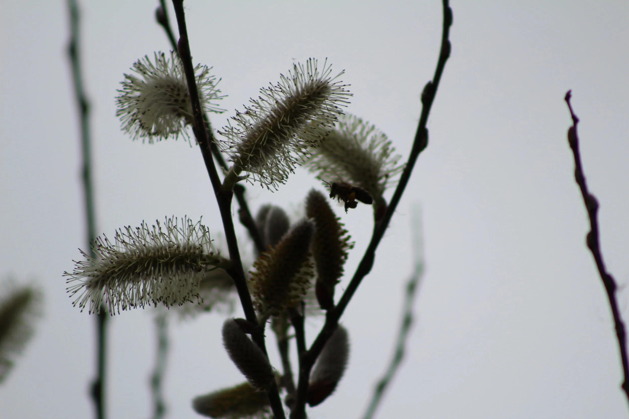 Um pequeno quadro foi muito longe