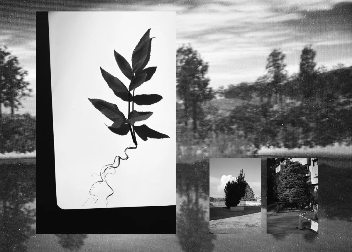 Black and white collage featuring a main image of a leaf arrangement resembling a human profile on a white background, and three smaller photographs of trees and urban scenery.